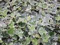 William Kennedy English Ivy / Hedera helix 